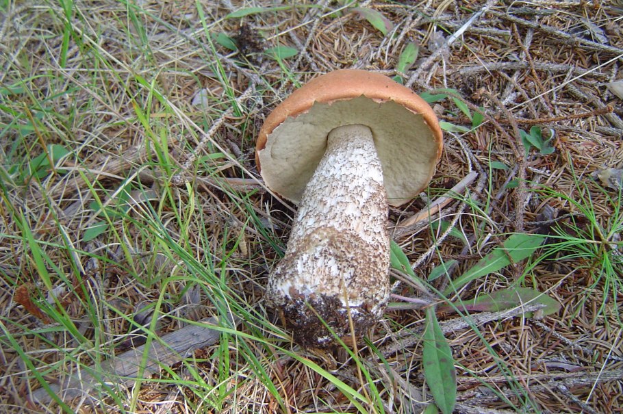 Белый гриб берёзовый Boletus betulicola