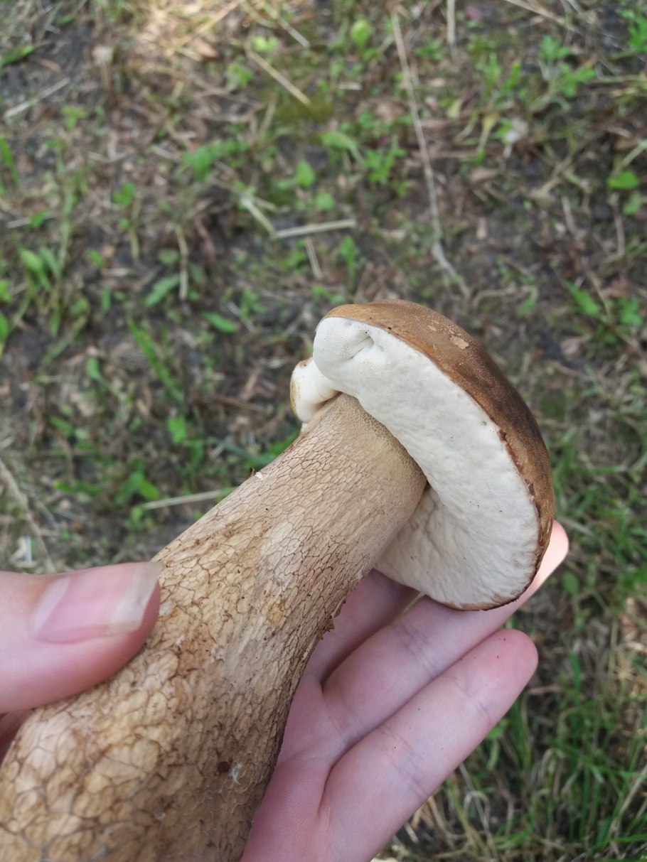 Белый гриб берёзовый Boletus betulicola
