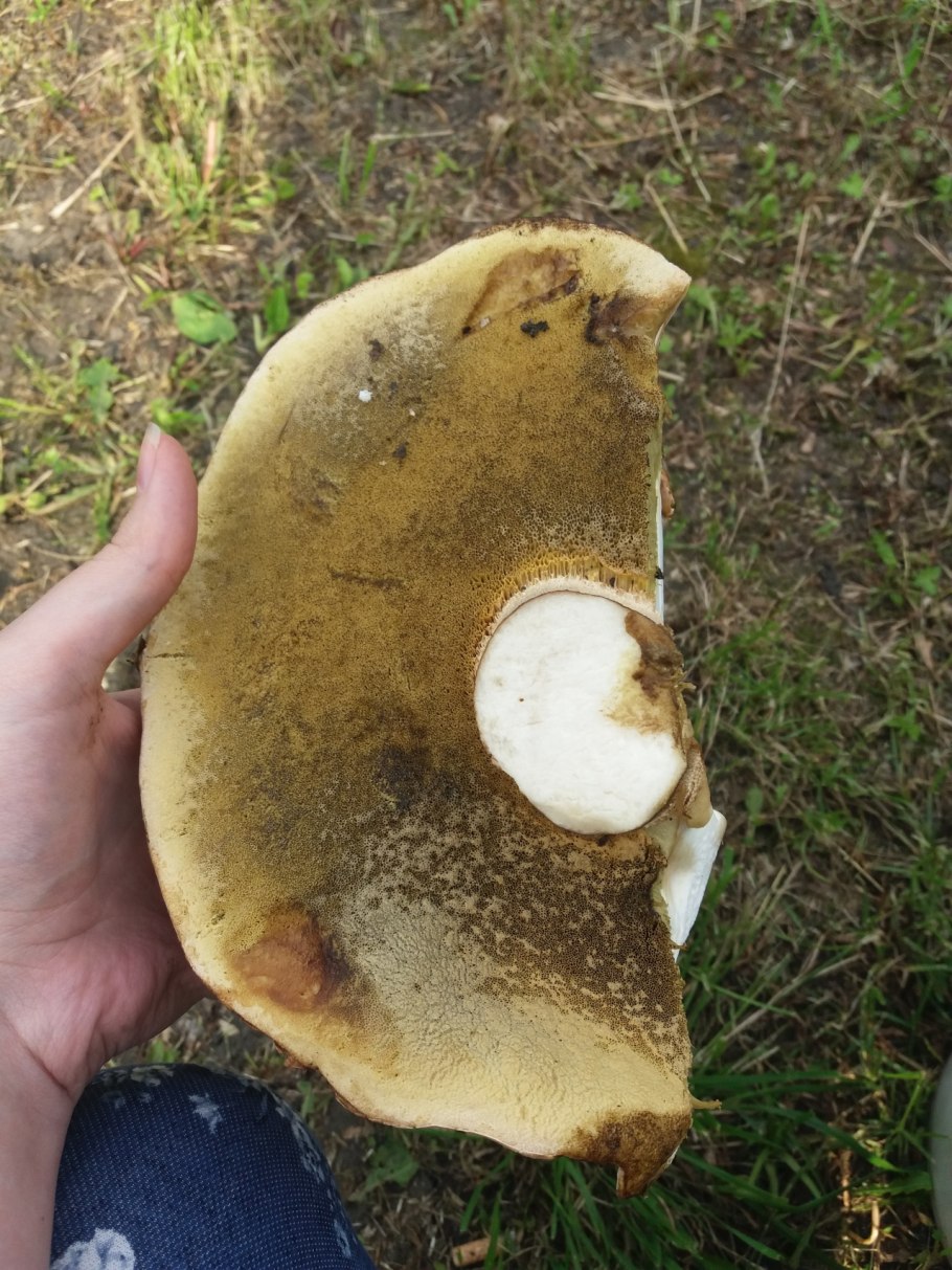 Белый пластинчатый гриб на толстой ножке