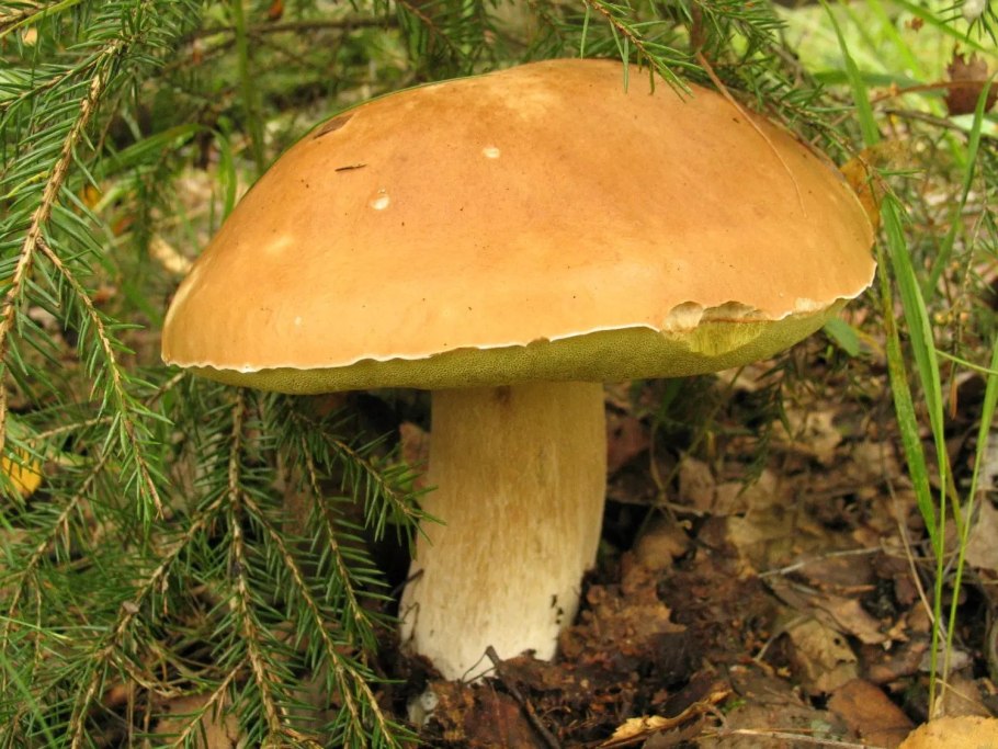 Польский гриб (Xerocomus badius)