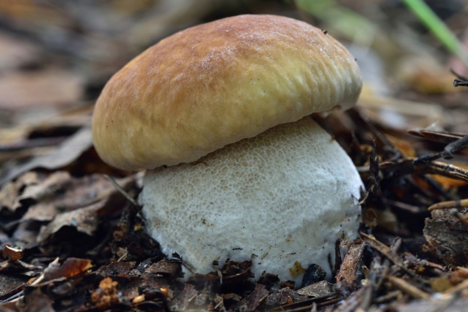 Белый гриб берёзовый (Boletus betulicolus)