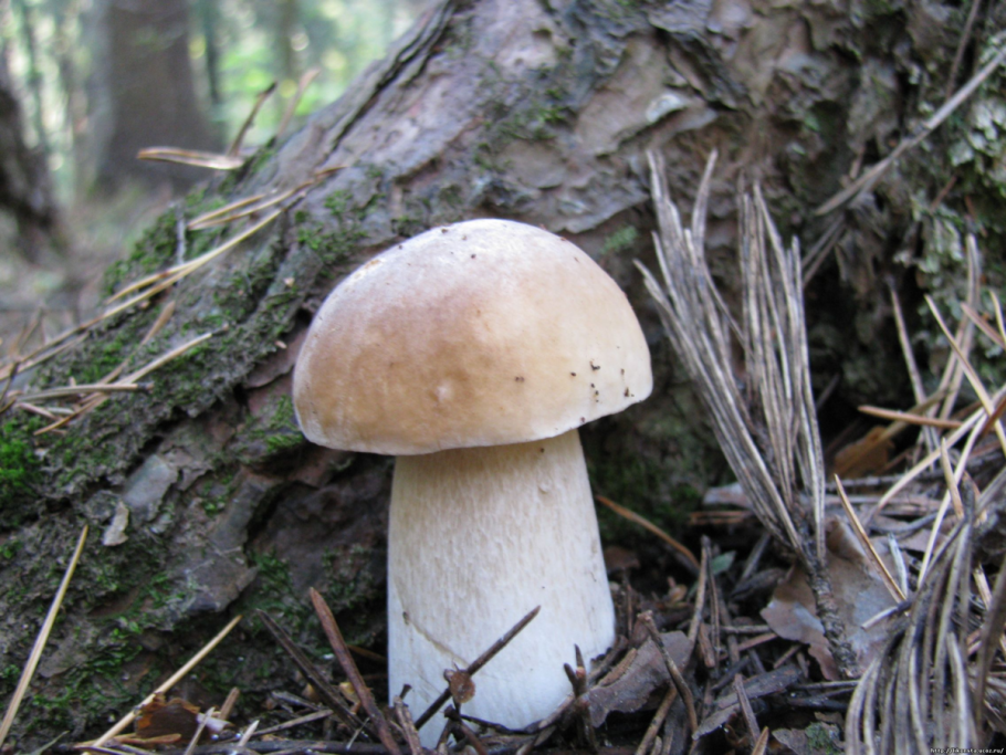Белый гриб еловый Boletus edulis