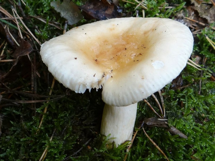 Болет укорененный Boletus radicans
