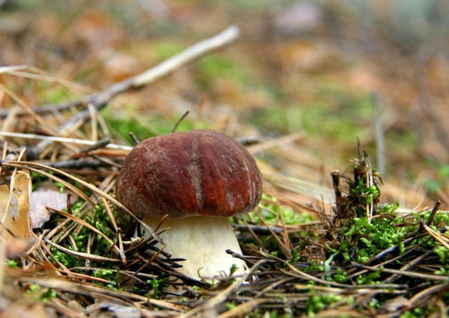 Маленькие коричневые грибы