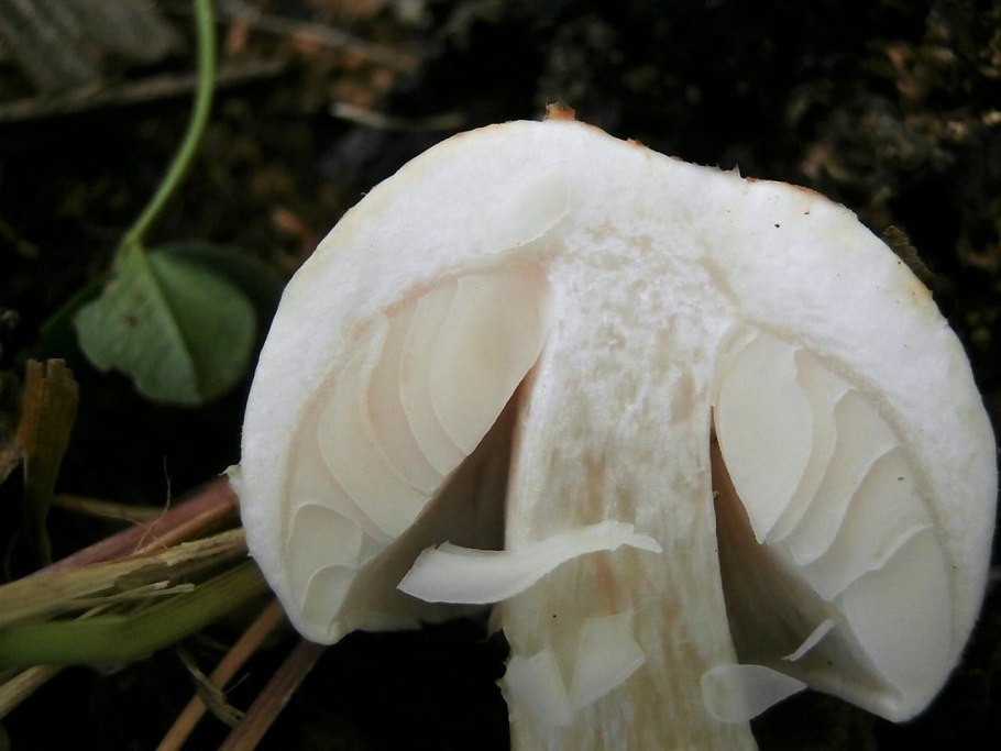 Трубчатые грибы Боровик