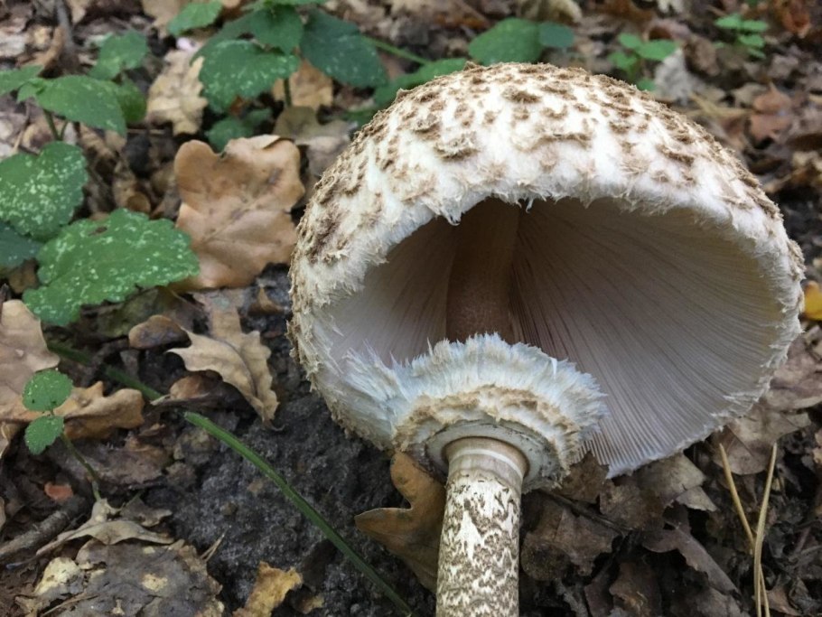 Macrolepiota procera гриб