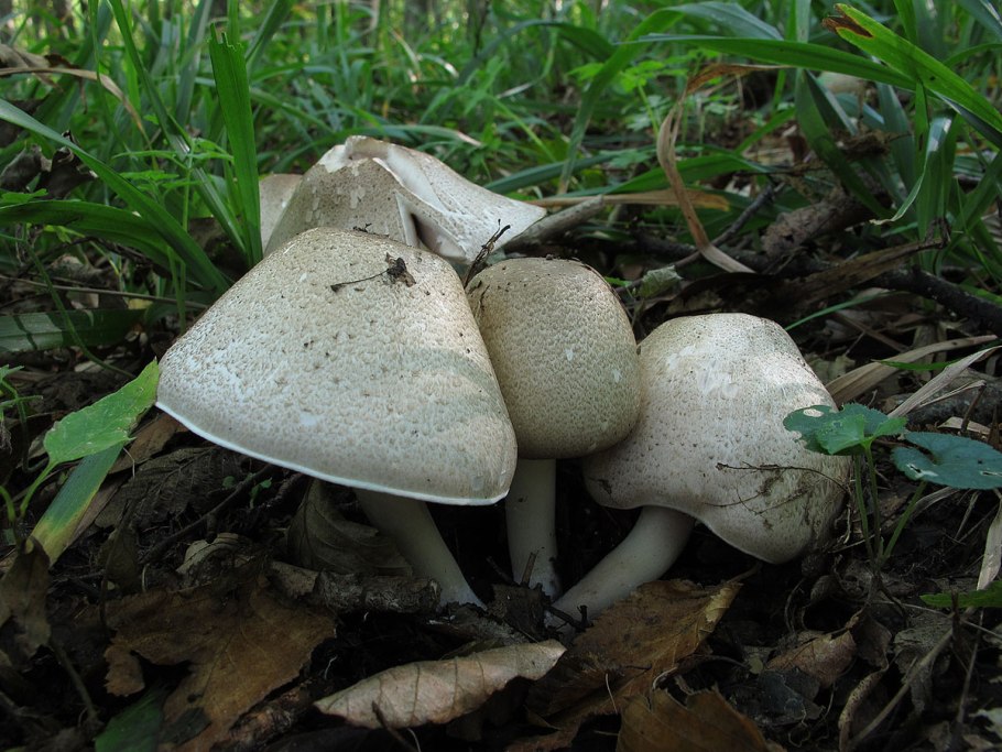 Гриб шампиньон Меллера