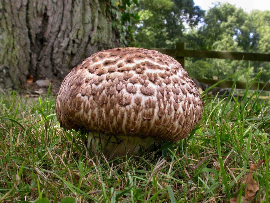 Шампиньон августовский