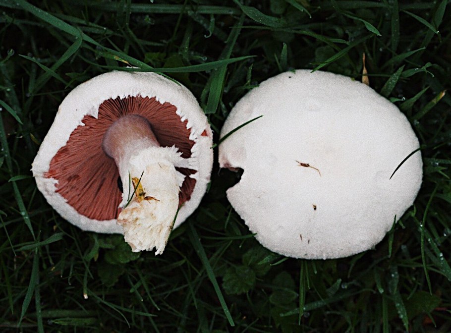 Шампиньон (Agaricus)