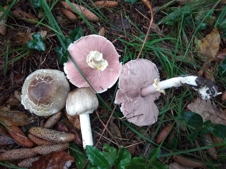 Шампиньон темночешуйчатый