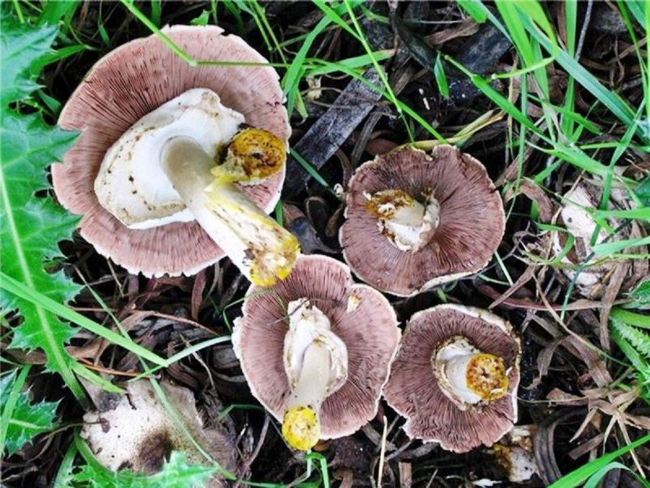 Шампиньон плоскошляпковый