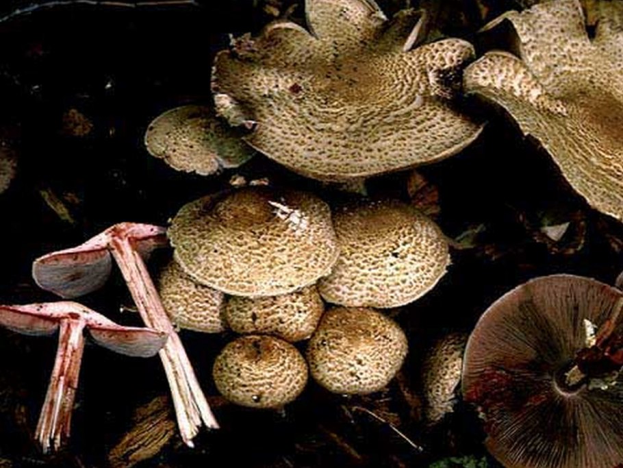 Agaricus Fomitopsis officinalis