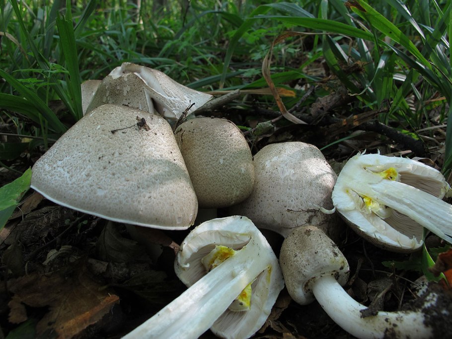 Шампиньон темночешуйчатый