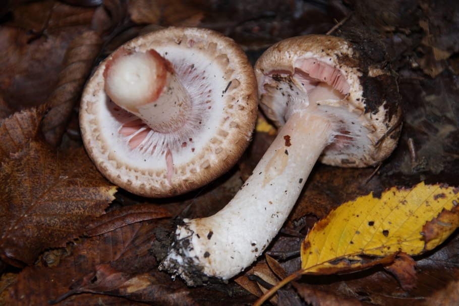 Шампиньоны Лесные ложные