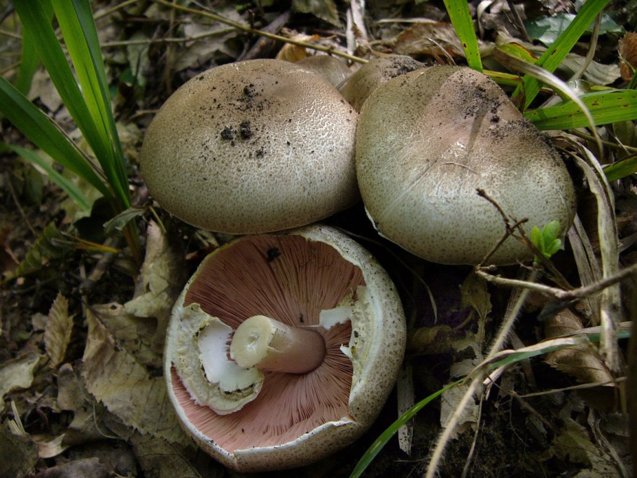 Шампиньон Эссета (Agaricus essettei)