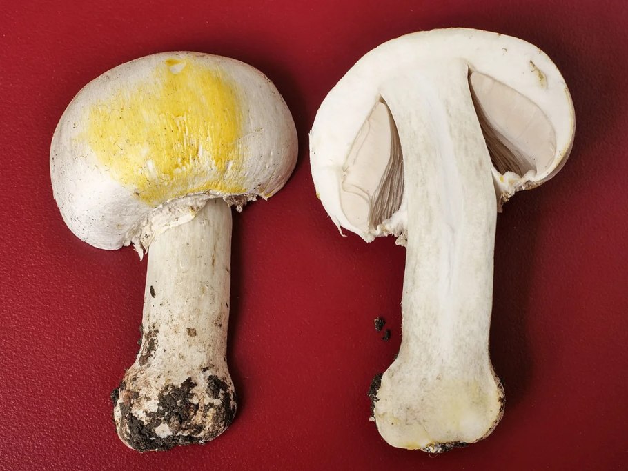 Шампиньон желтокожий