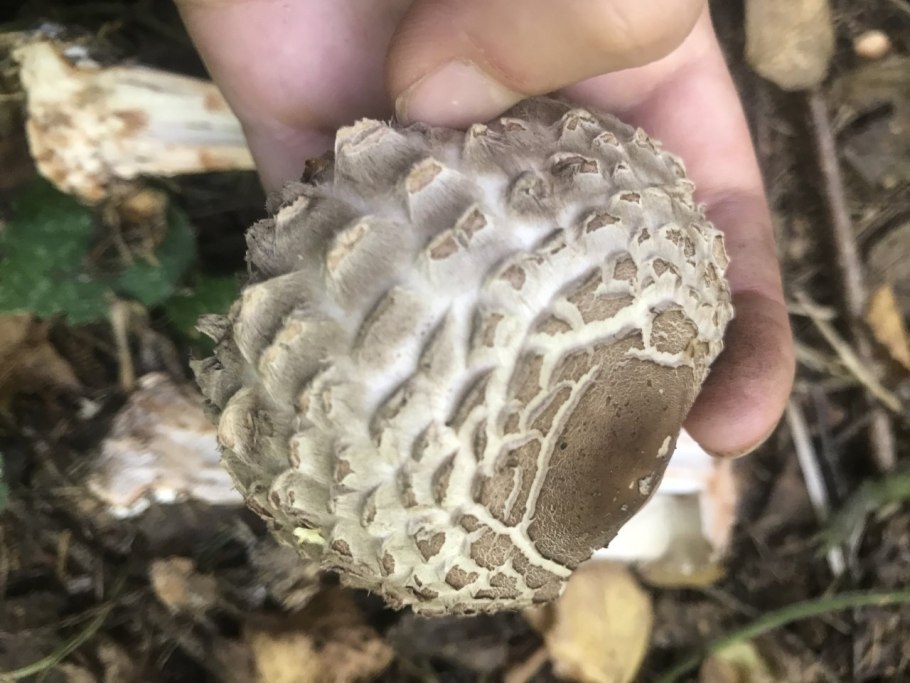 Гриб с чешуйками