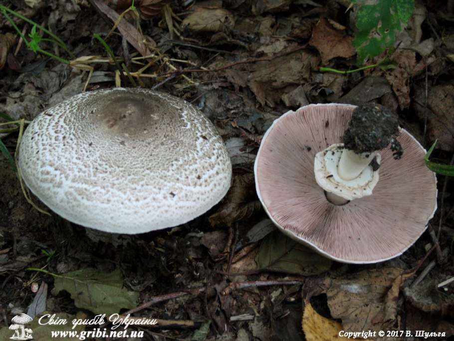 Шампиньон мёллера Agaricus moelleri