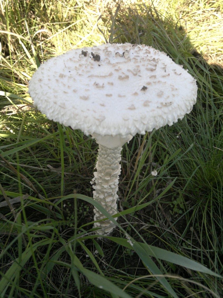 Мухомор Виттадини гриб