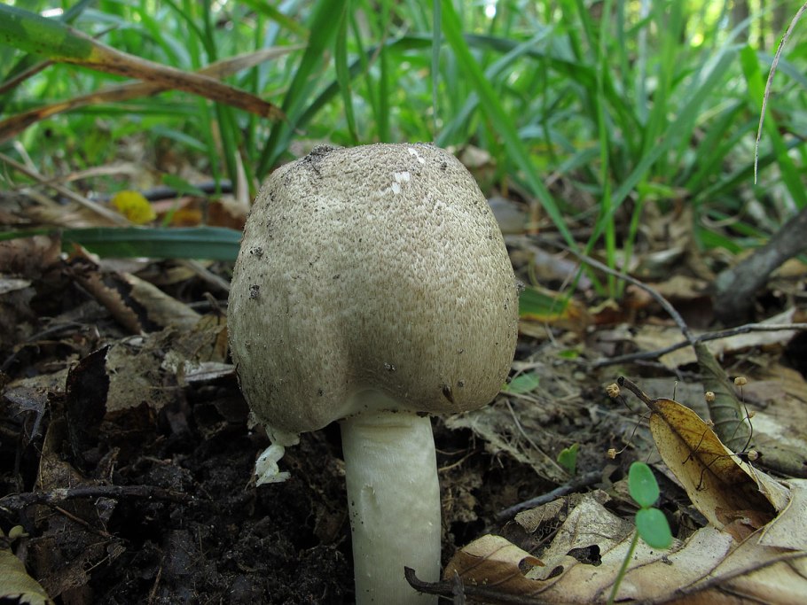 Шампиньон Таблитчатый (Agaricus tabularis)
