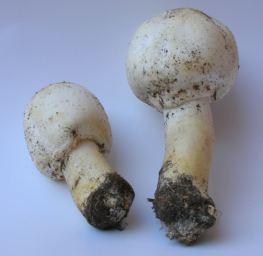 Шампиньон обыкновенный agaricus campestris