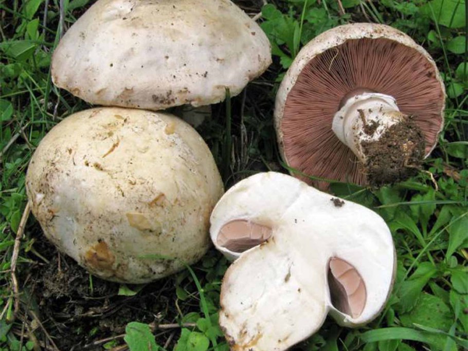 Agaricus californicus