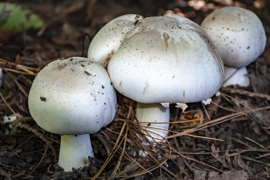 Шампиньон желтокожий грибы