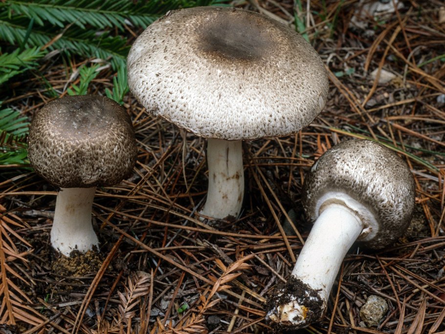 Agaricus californicus