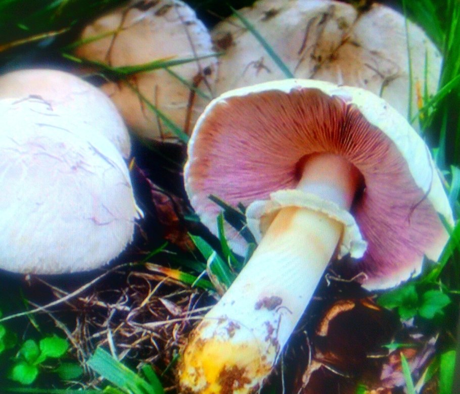 Шампиньон желтокожий