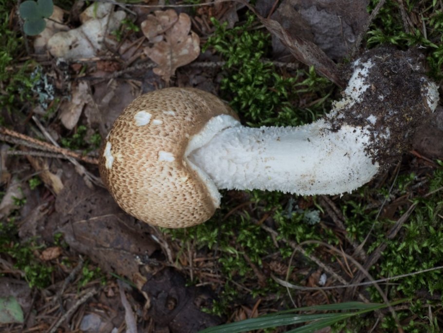 Шампиньон Лесной шампиньон августовский