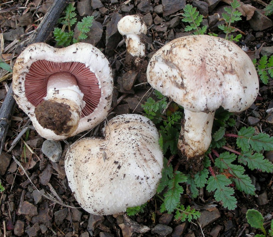 Agaricus bisporus (j.e. Lange) Imbach