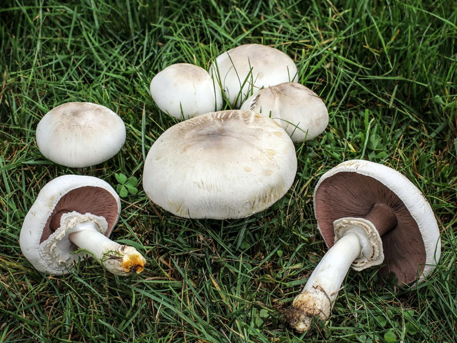Грибы Agaricus xanthodermus