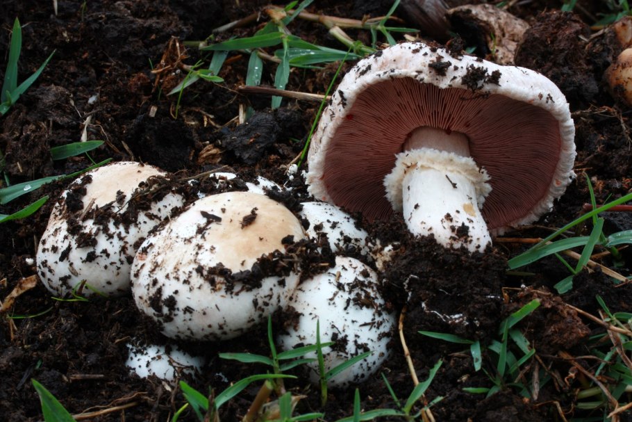 Шампиньон Кривой (Agaricus abruptibulbus)