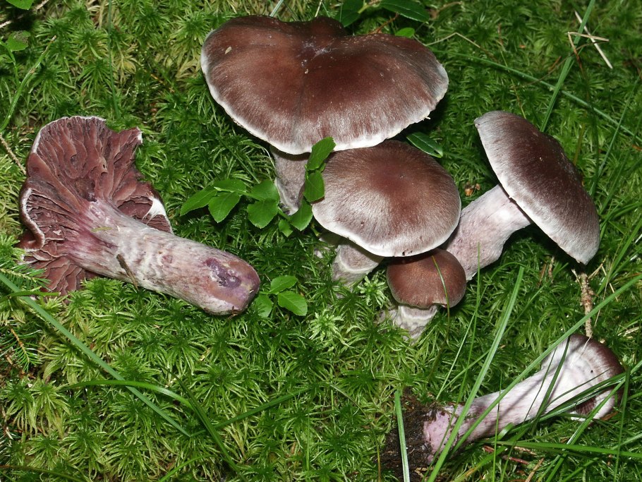 Гриб каталог фото. Cortinarius evernius. Тополевики. Каталог гробов. Каталог грибов.