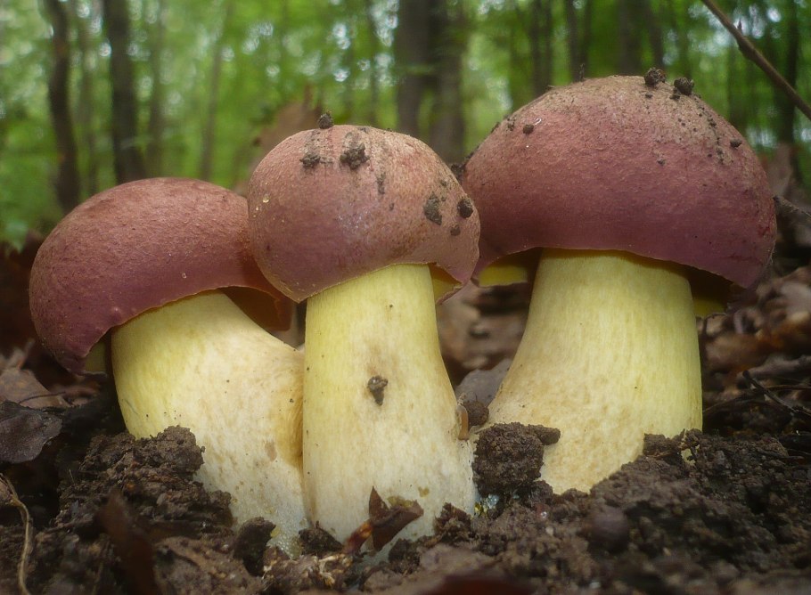 Боровик Королевский (Boletus Regius)