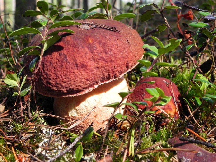 Boletus Regius