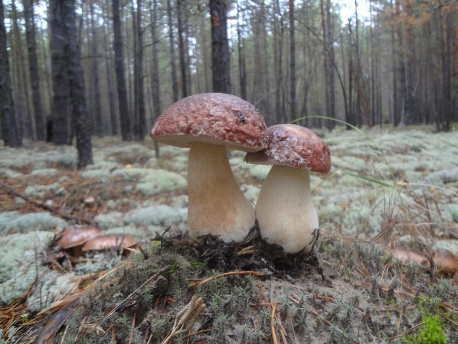 Боровик красивоножковый