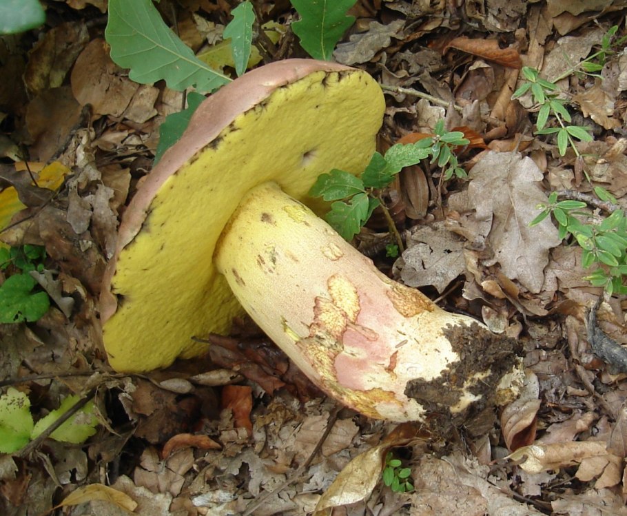 Боровик желтый ложный