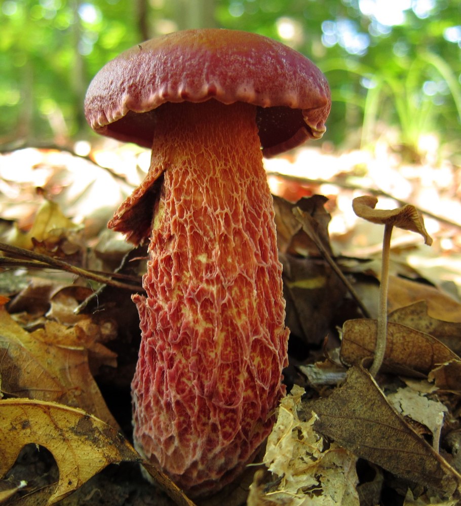 Гриб Боровик Королевский