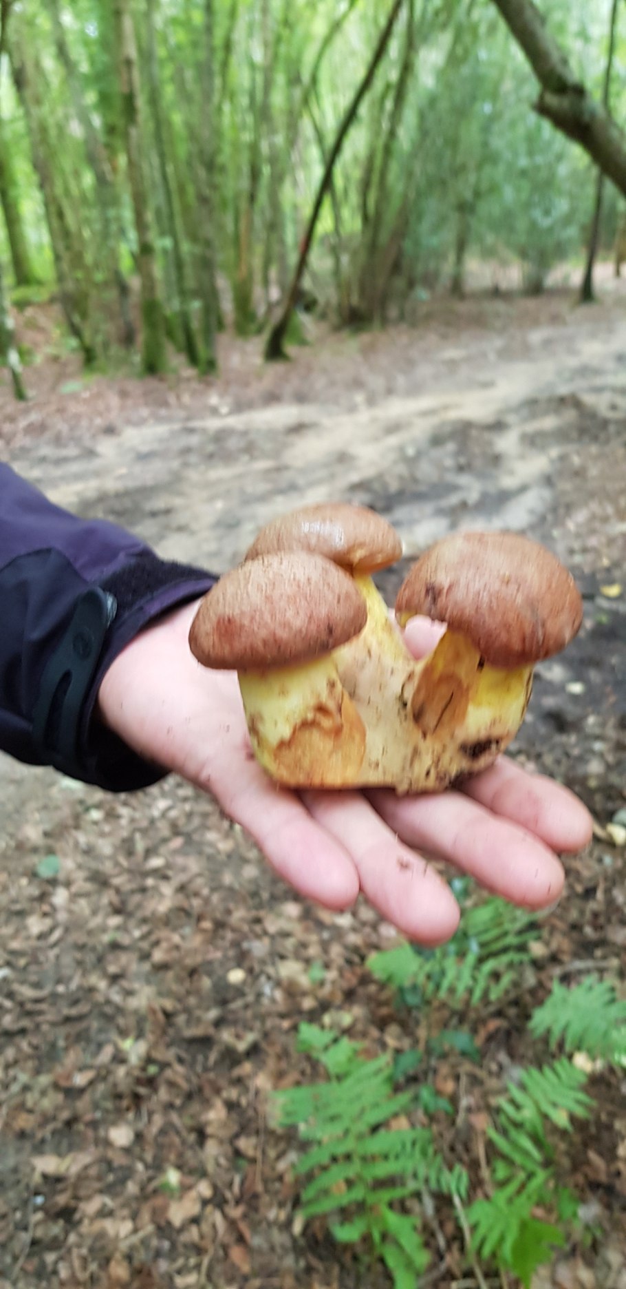 Гриб Боровик Королевский