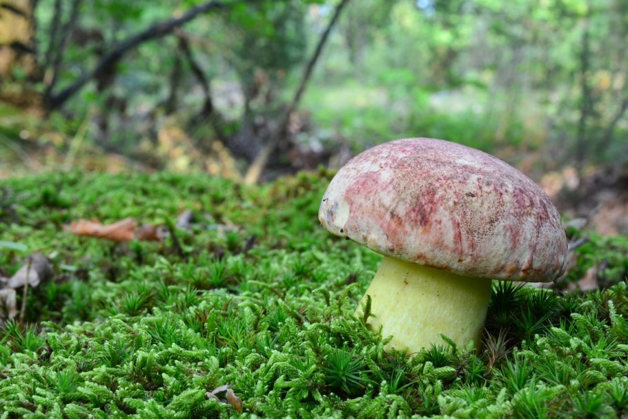 Butyriboletus regius