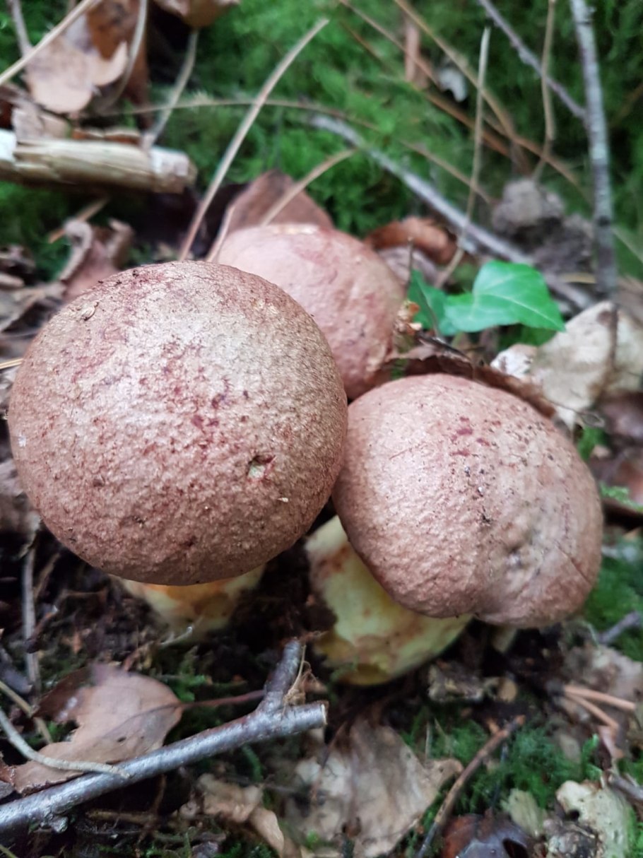 Боровик Королевский интересные факты