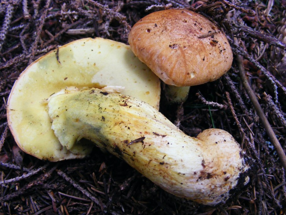 Белый гриб бронзовый Boletus aereus