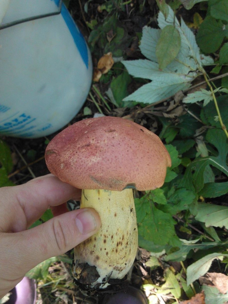 Боровик Королевский белый