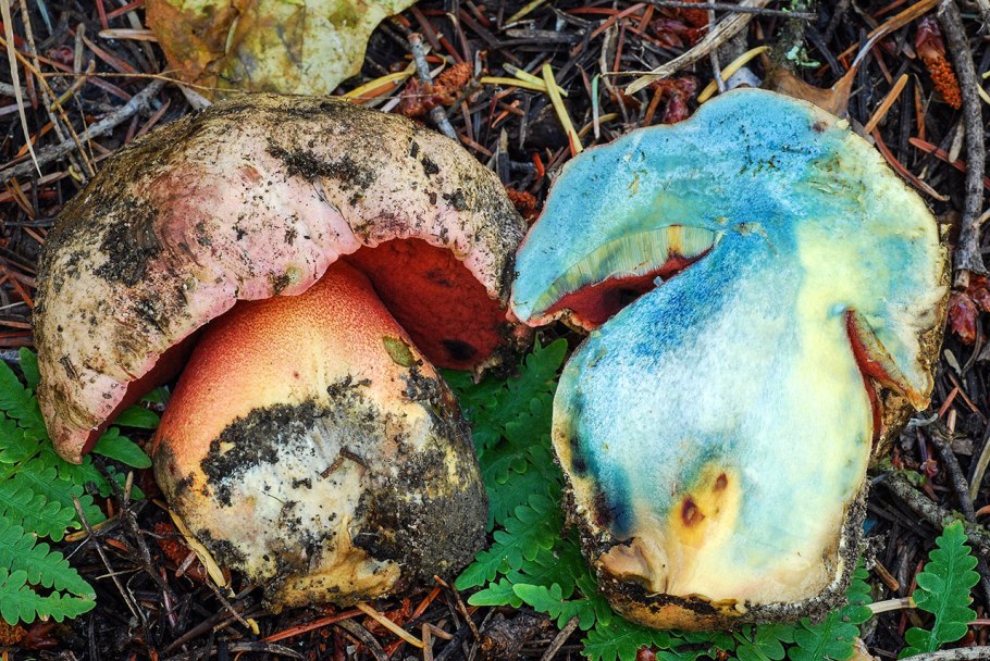 Боровик красивоокрашенный (Boletus pulchrotinctus)