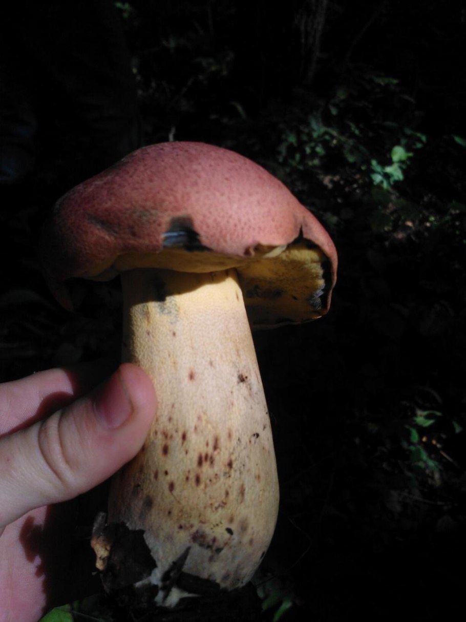 Боровик красиво окрашенный