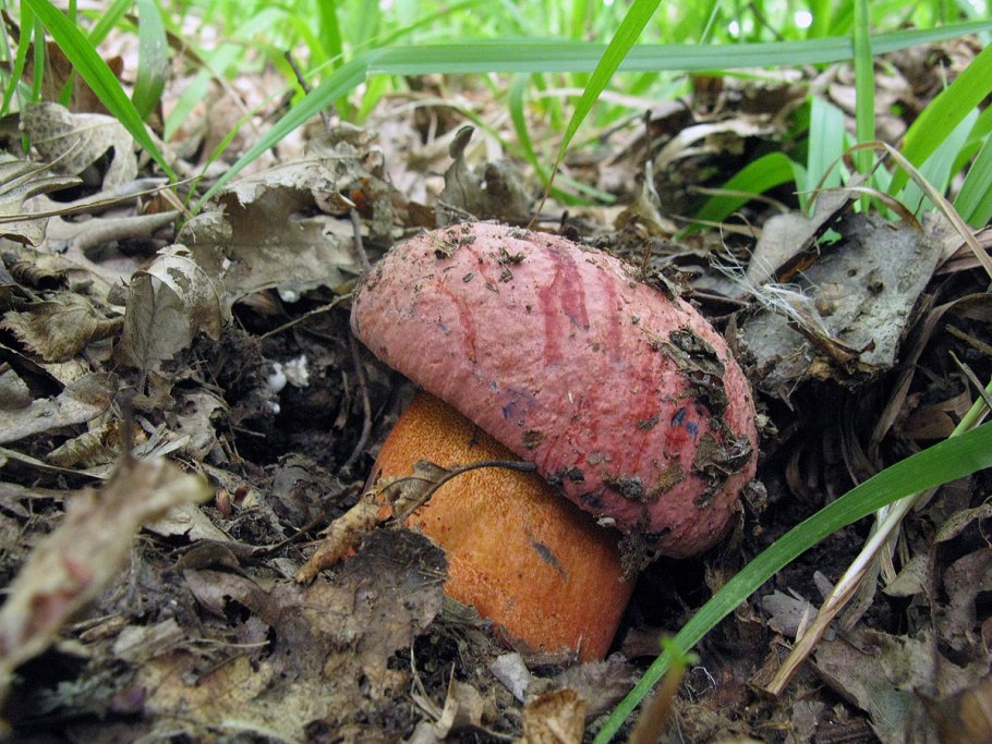 Боровик пурпурный Boletus purpureus