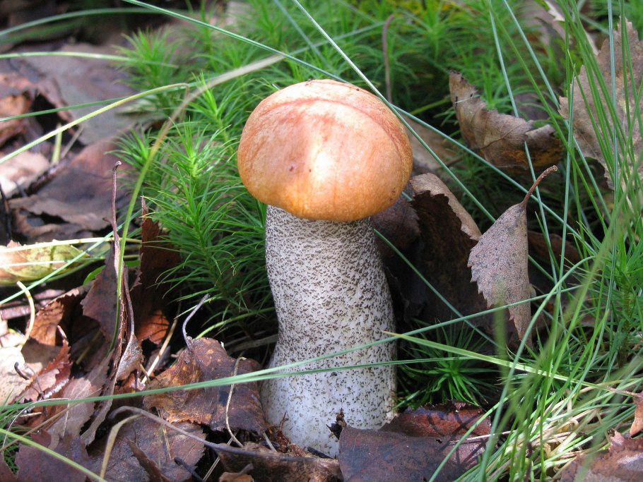 Белый гриб бронзовый Boletus aereus