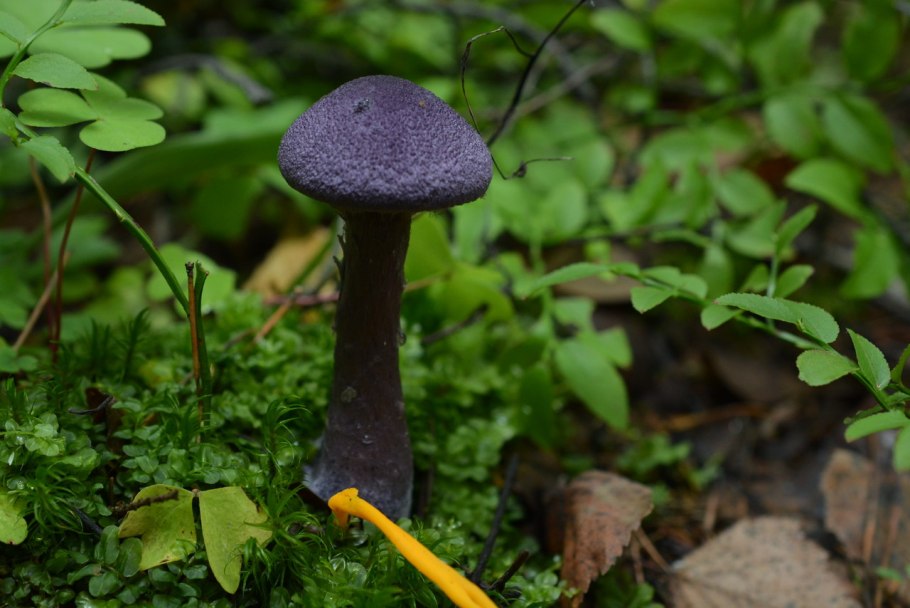 Гриб паутинник черный