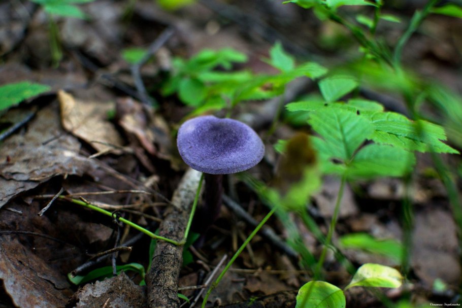 Паутинник лиловый Cortinarius traganus